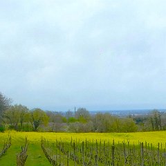 P1190783   Campo di colza.
